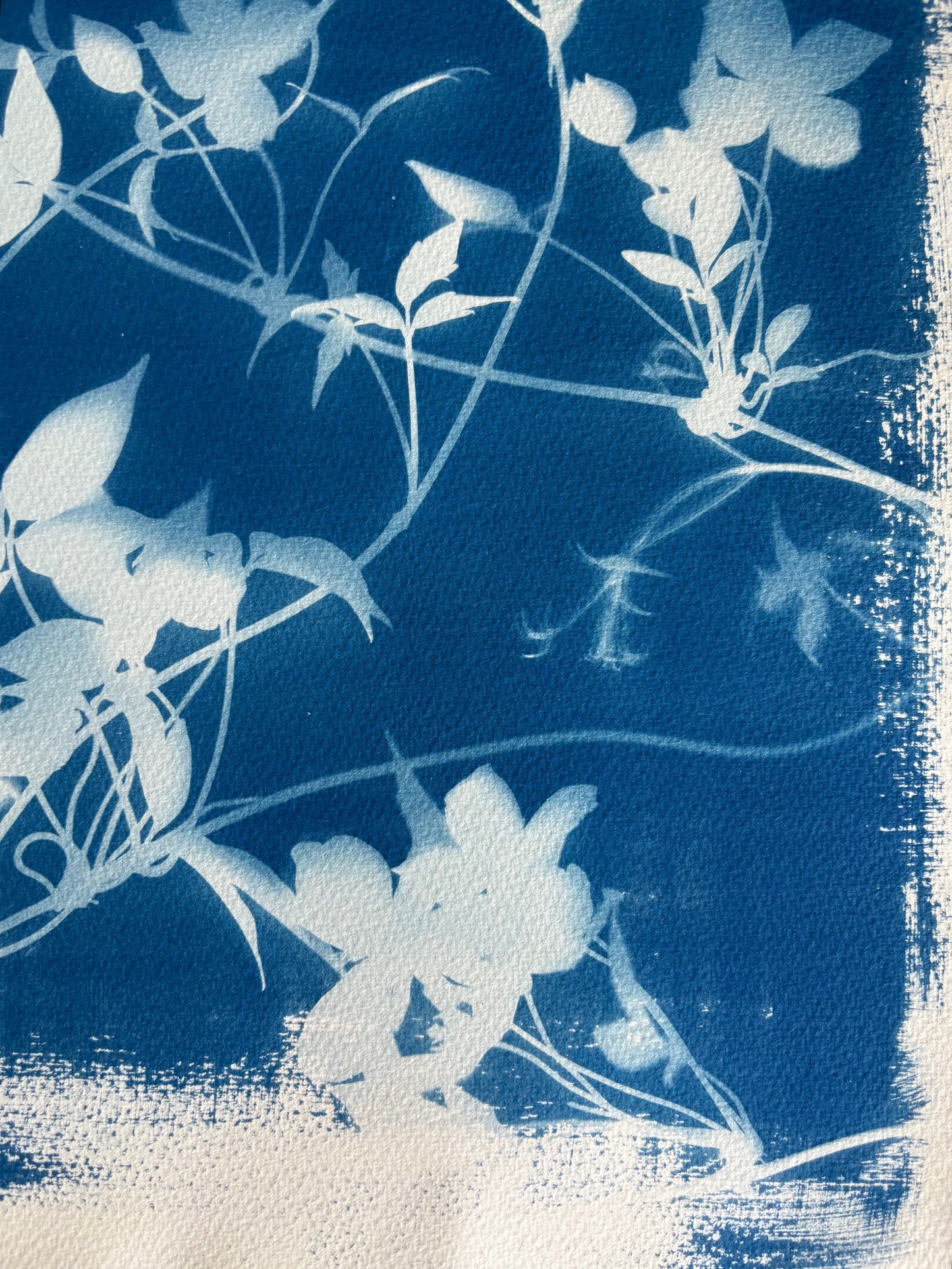 Clematis 38x28cm Original Cyanotype Print