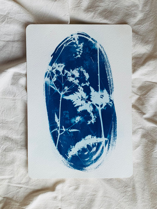 Fresh Cow Parsley in an Oval as a blue and white cyanotype