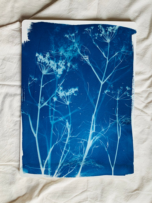 layered stems of fresh fennel as a blue and white cyanotype