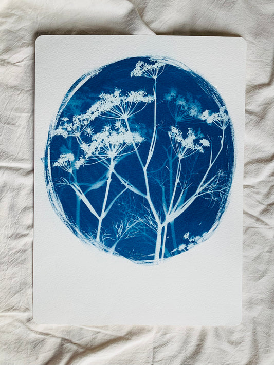 Fennel layered on a painted round of cyanotype chemical and exposed to make a blue and white cyanptype