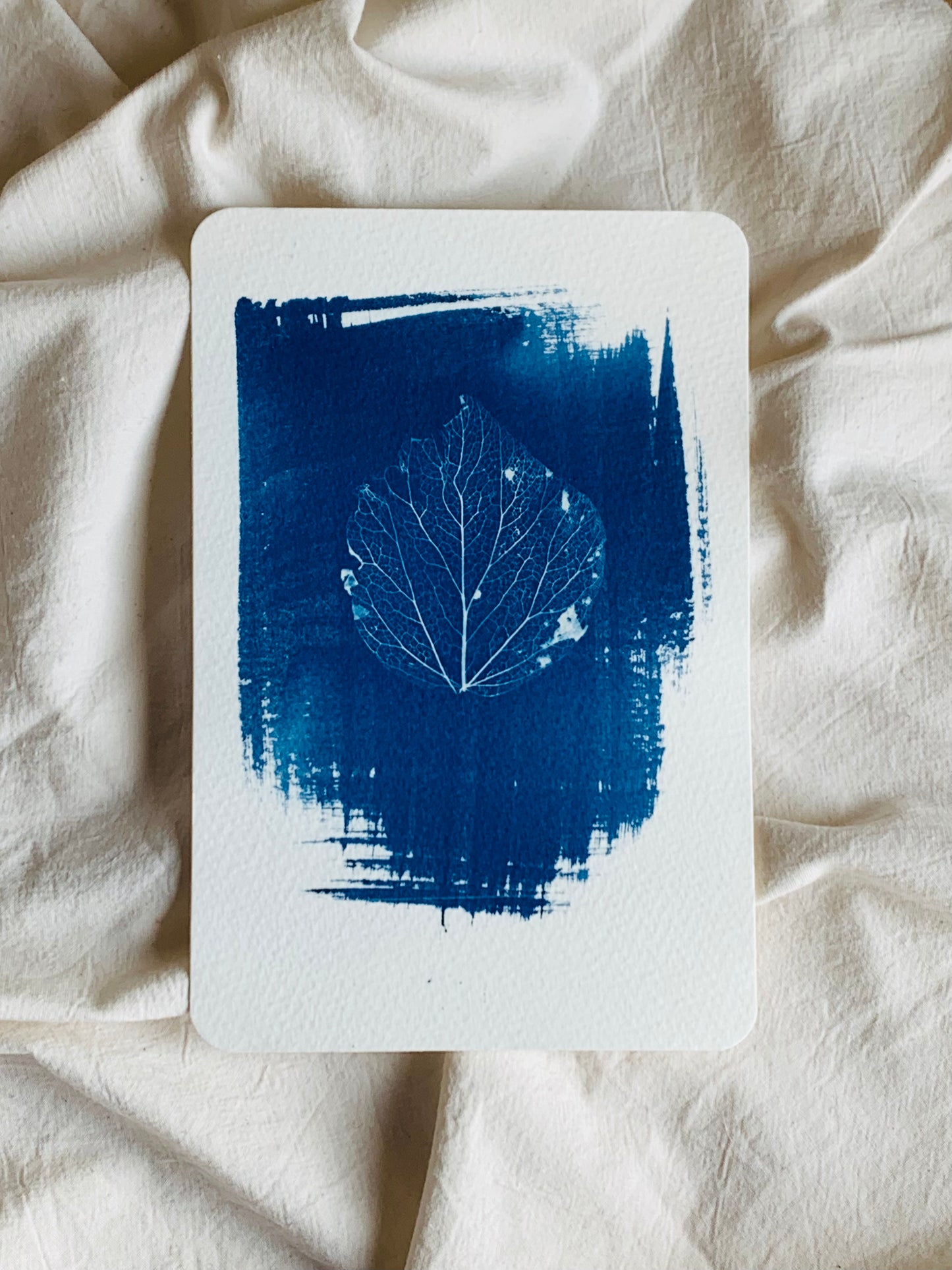 single leaf skeleton cyanotype in a rectangle