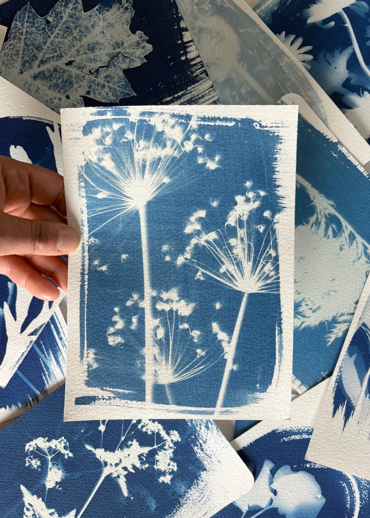 Alliums 14x19cm - Original Print - SALE