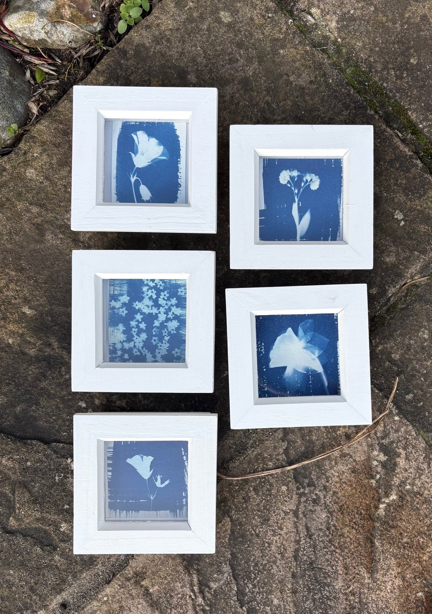 Geranium ii - white square glass box frame SALE
