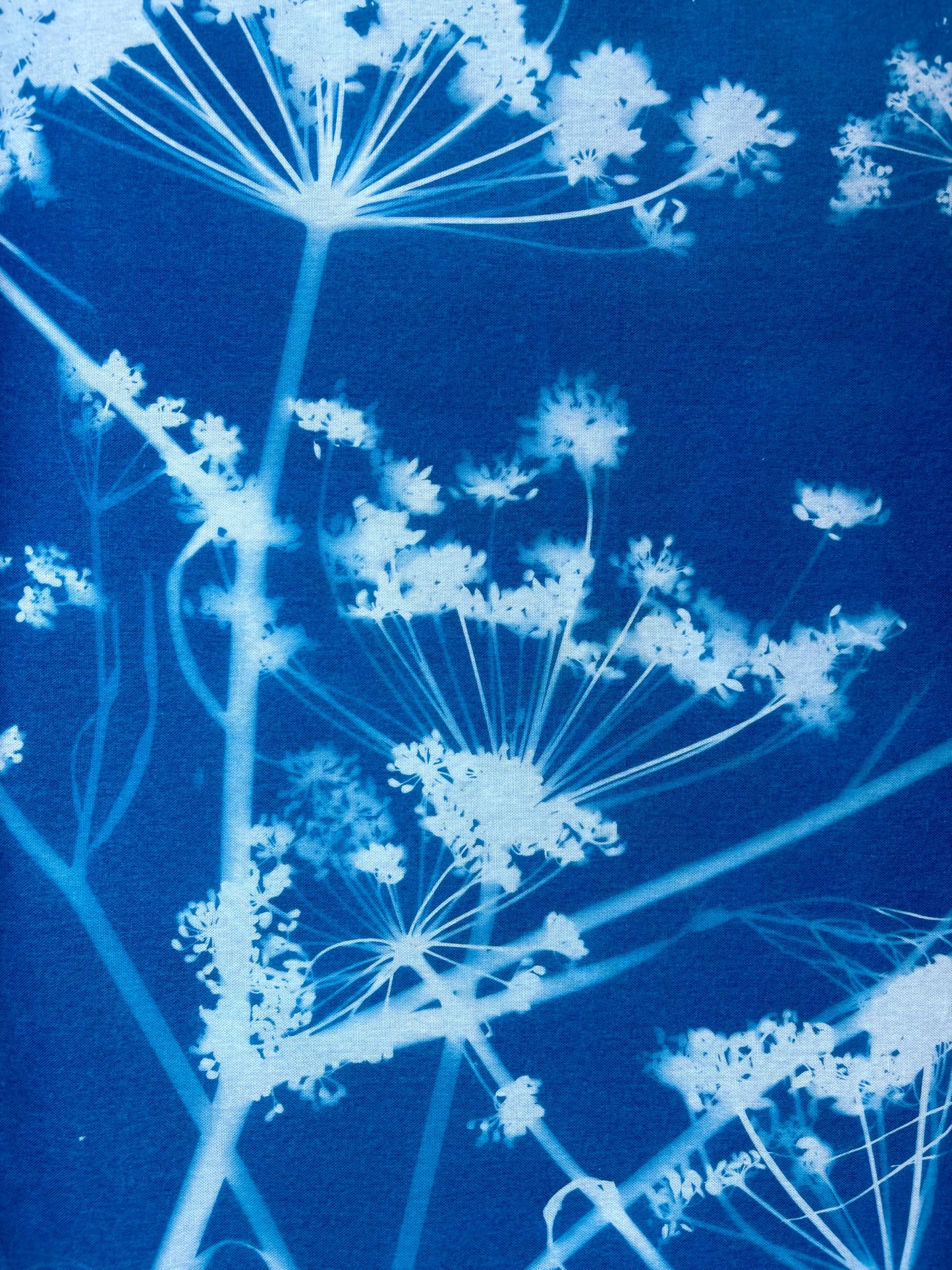 Fennel - Cyanotype - Tea Towel
