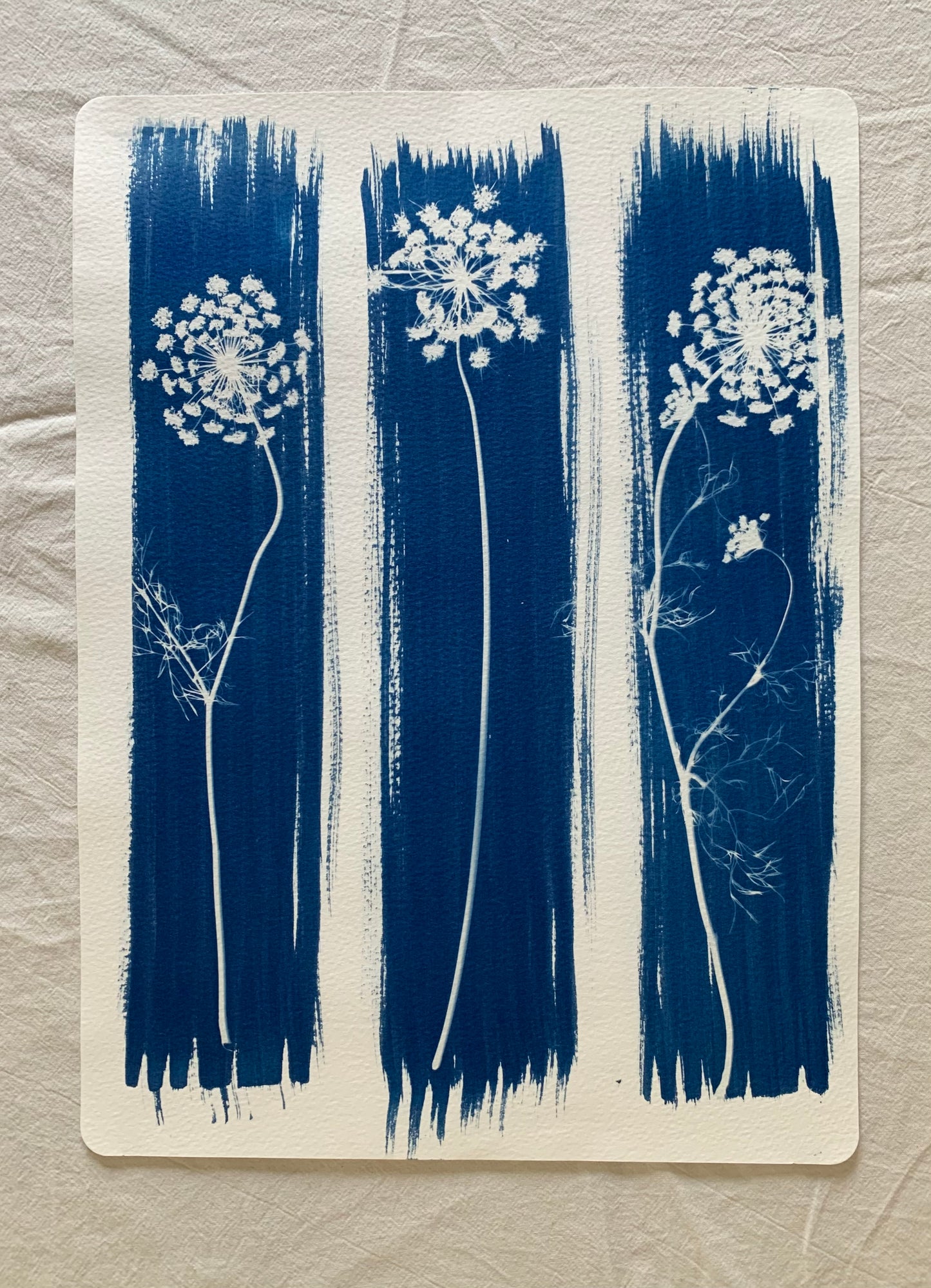 Umbellifer 3 38x28cm Original Cyanotype Print
