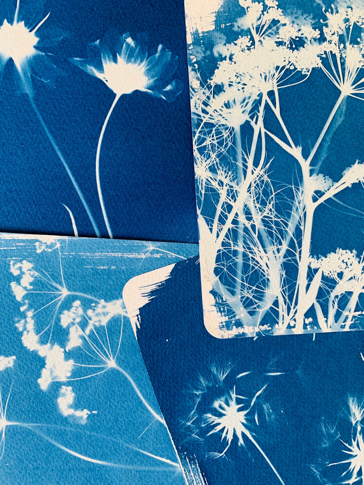 Fennel View 14.5x21cm - Original Print