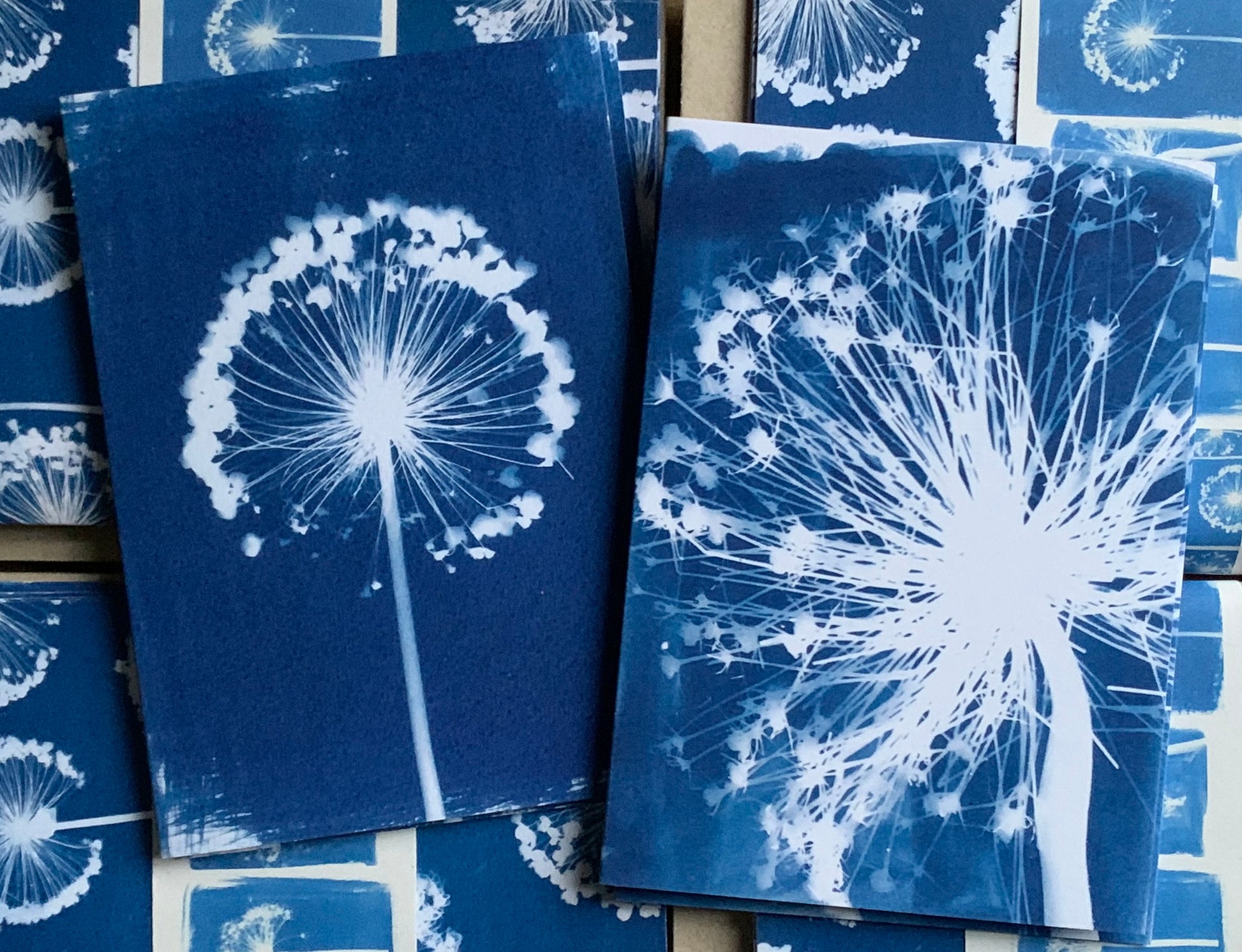 Close up of Allium Cyanotype Blank Greetings card from Danielle East ART