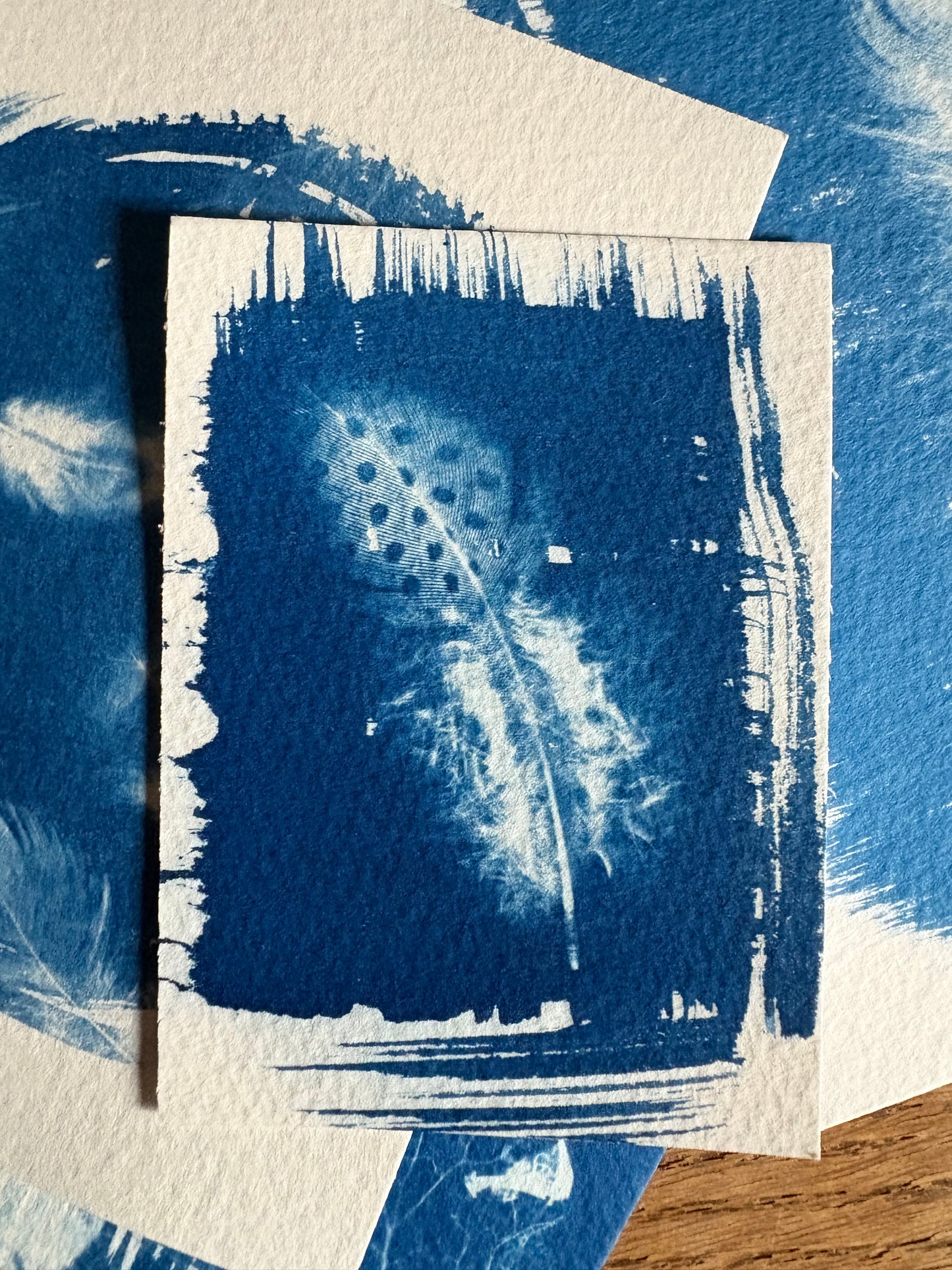 Guinea Fowl feather - 7 x 10cm (approx) - Original Print