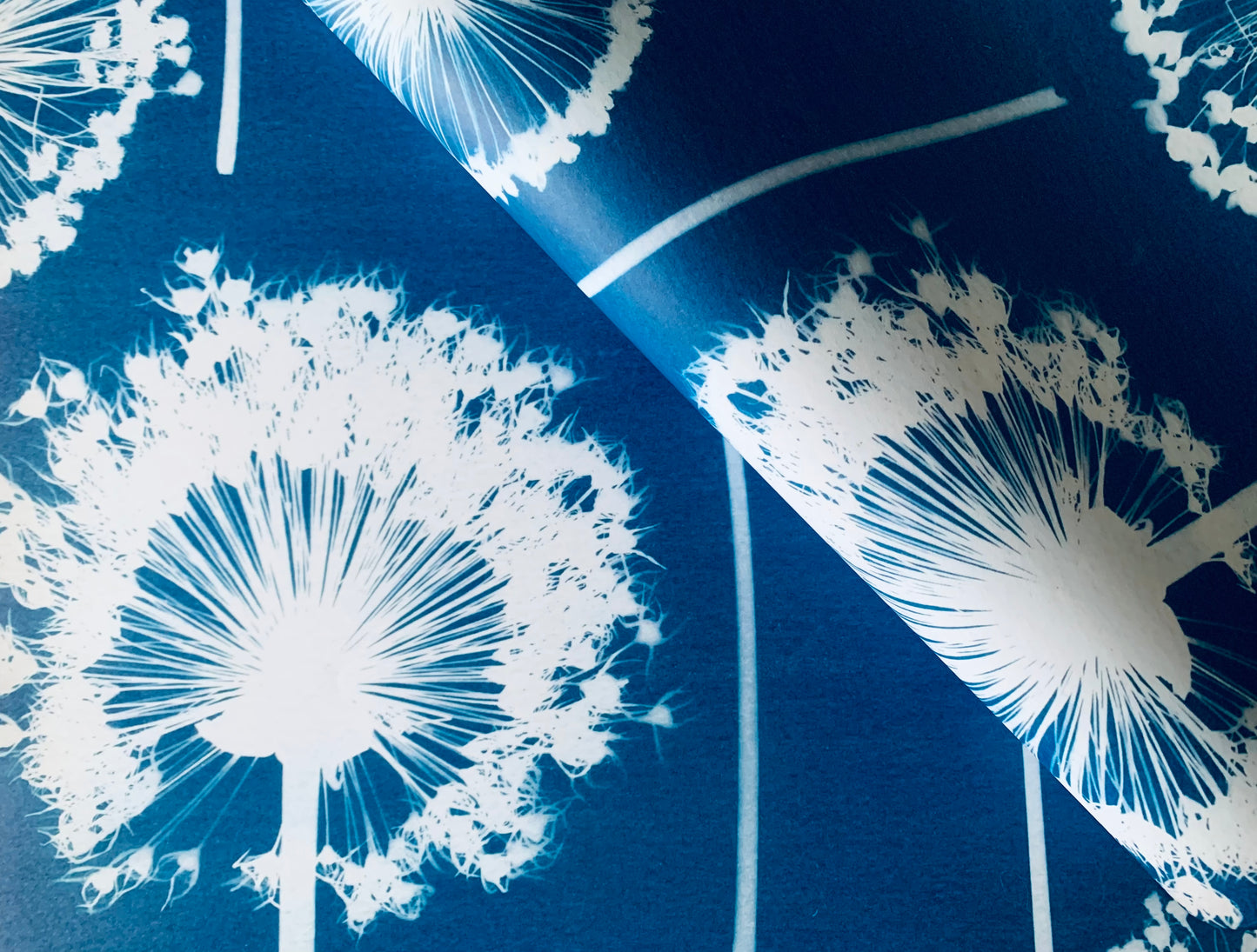 close up of blue and white cyanotype of allium wallpaper gift wrap