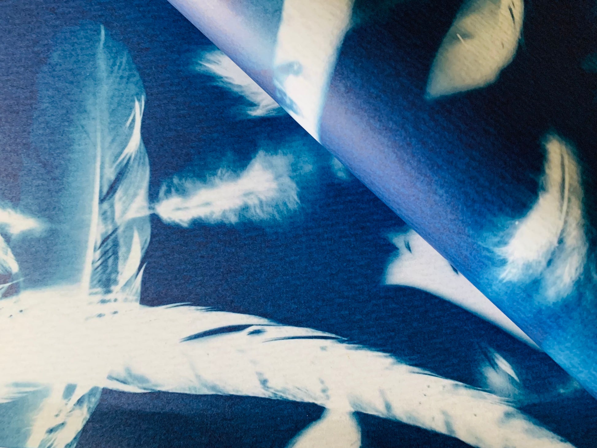 close up of feather cyanotype gift wrap from danielle east art