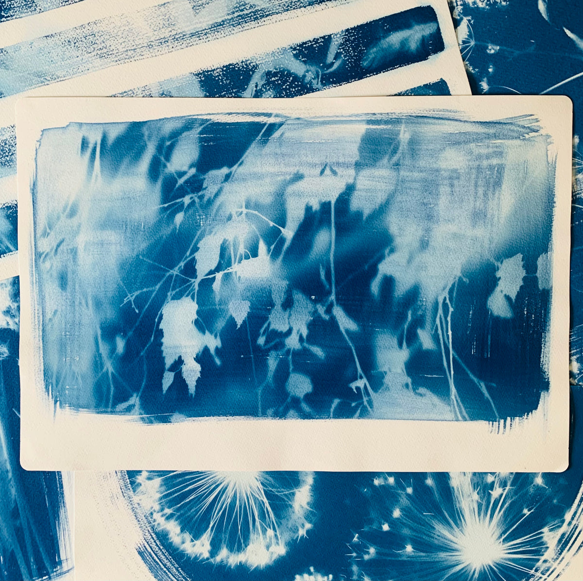 Late October Exposure – Birch Tree (15x22") Original Print - SALE