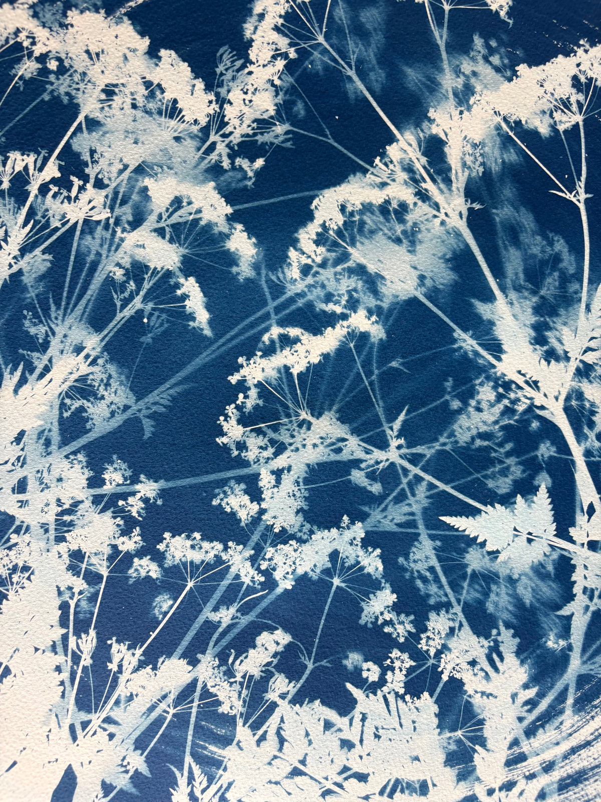 Cow Parsley in a Round (22x30") Original Print - SALE