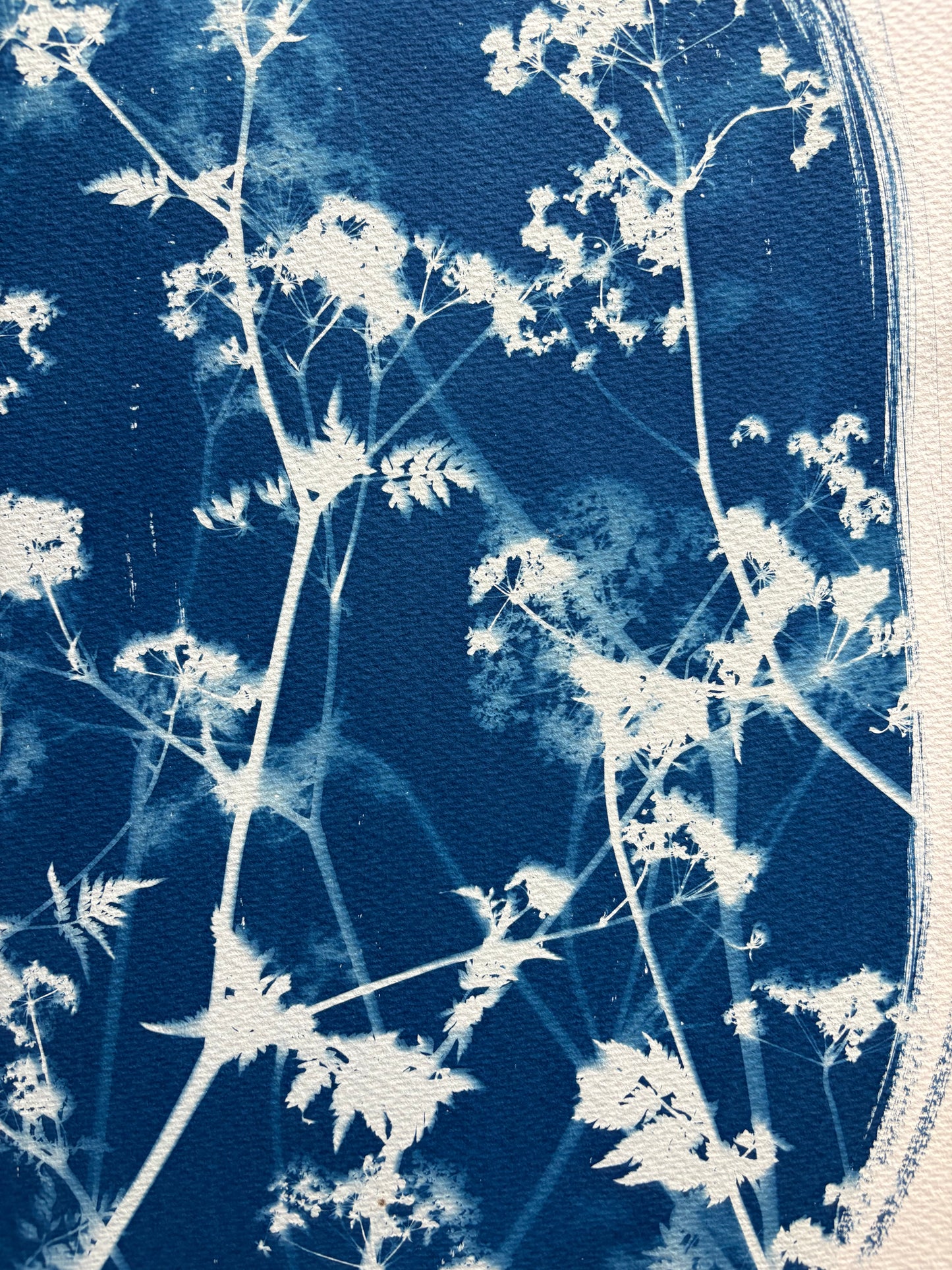 Cow Parsley Oval iii (15x22") Original Print - SALE