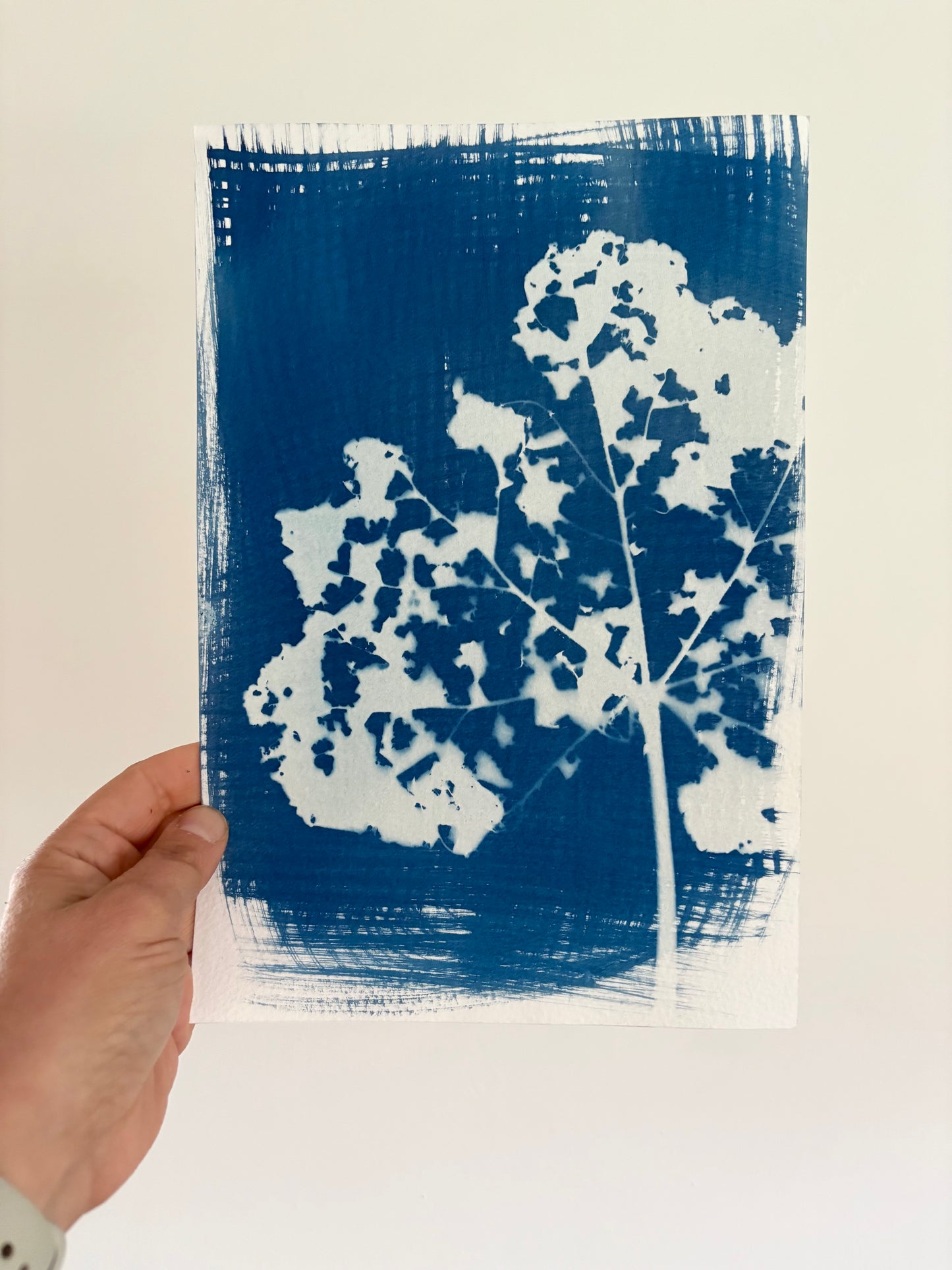 Hollyhock leaf experiment Cyanotype 28x19cm (approx) Original Print SALE