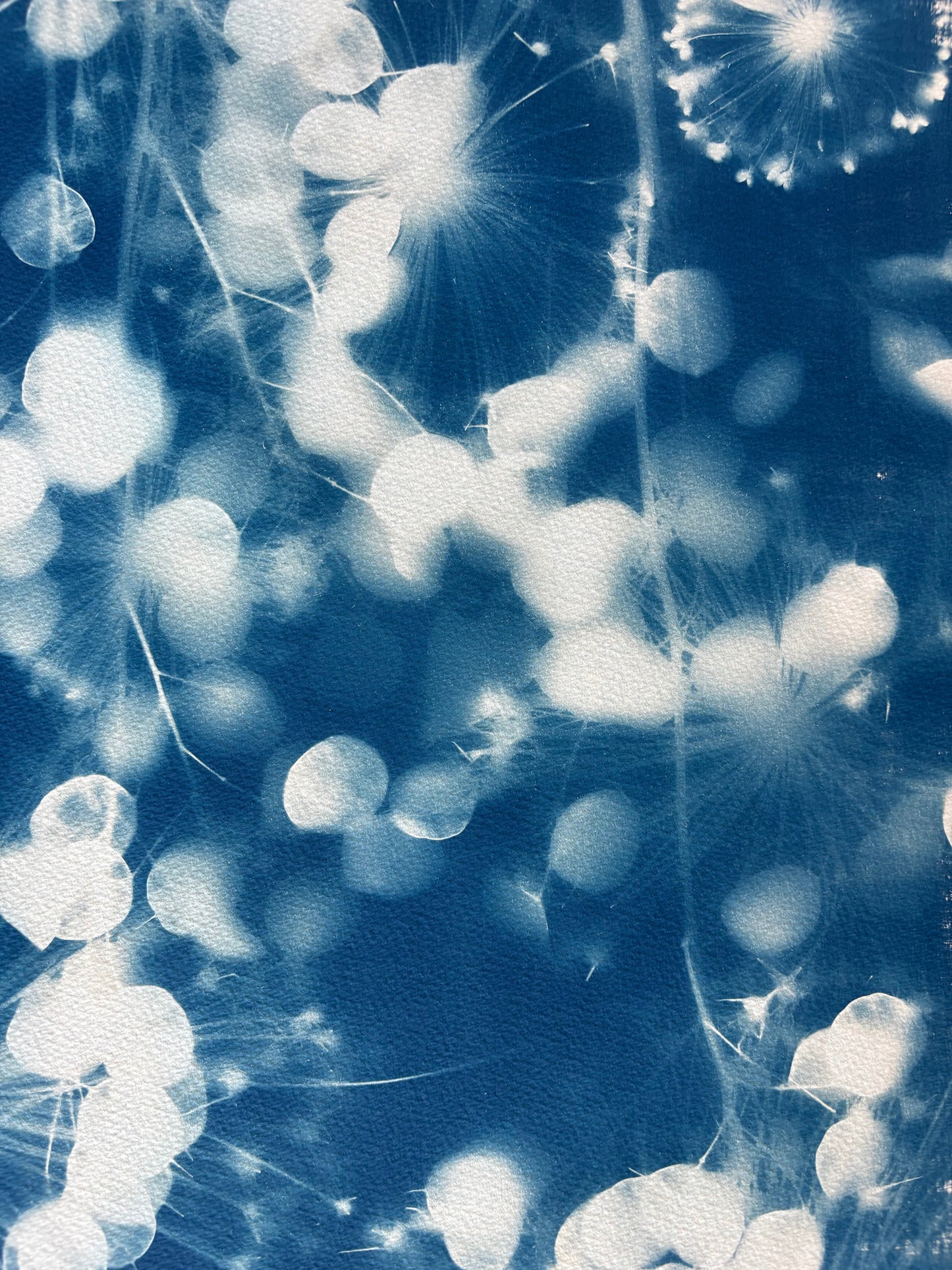 Allium and Honesty (15x22") Original Print - SALE