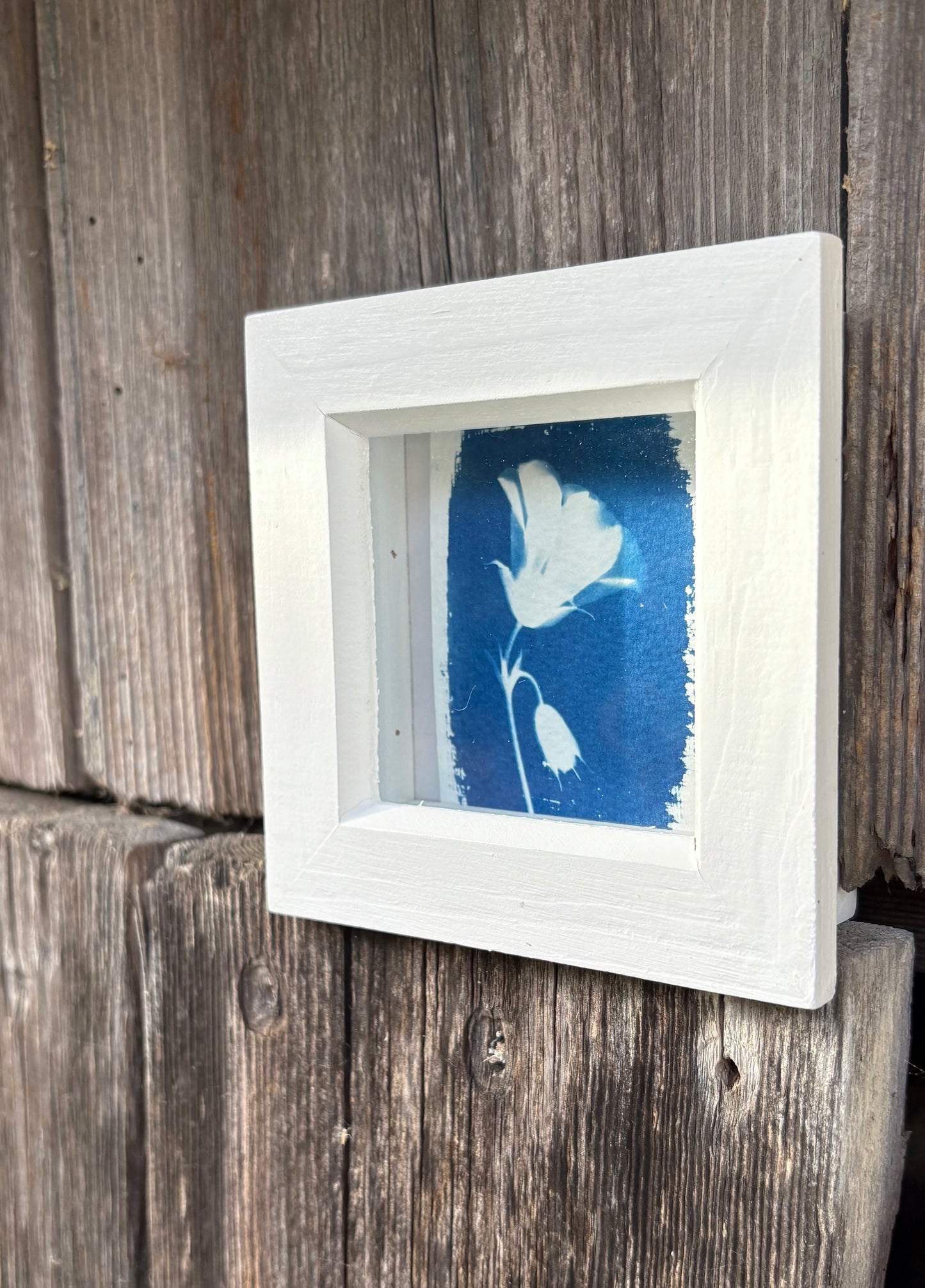 Geranium - white square glass box frame