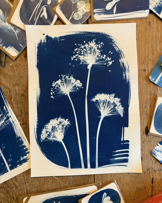 Four Alliums 38x28cm Original Cyanotype Print