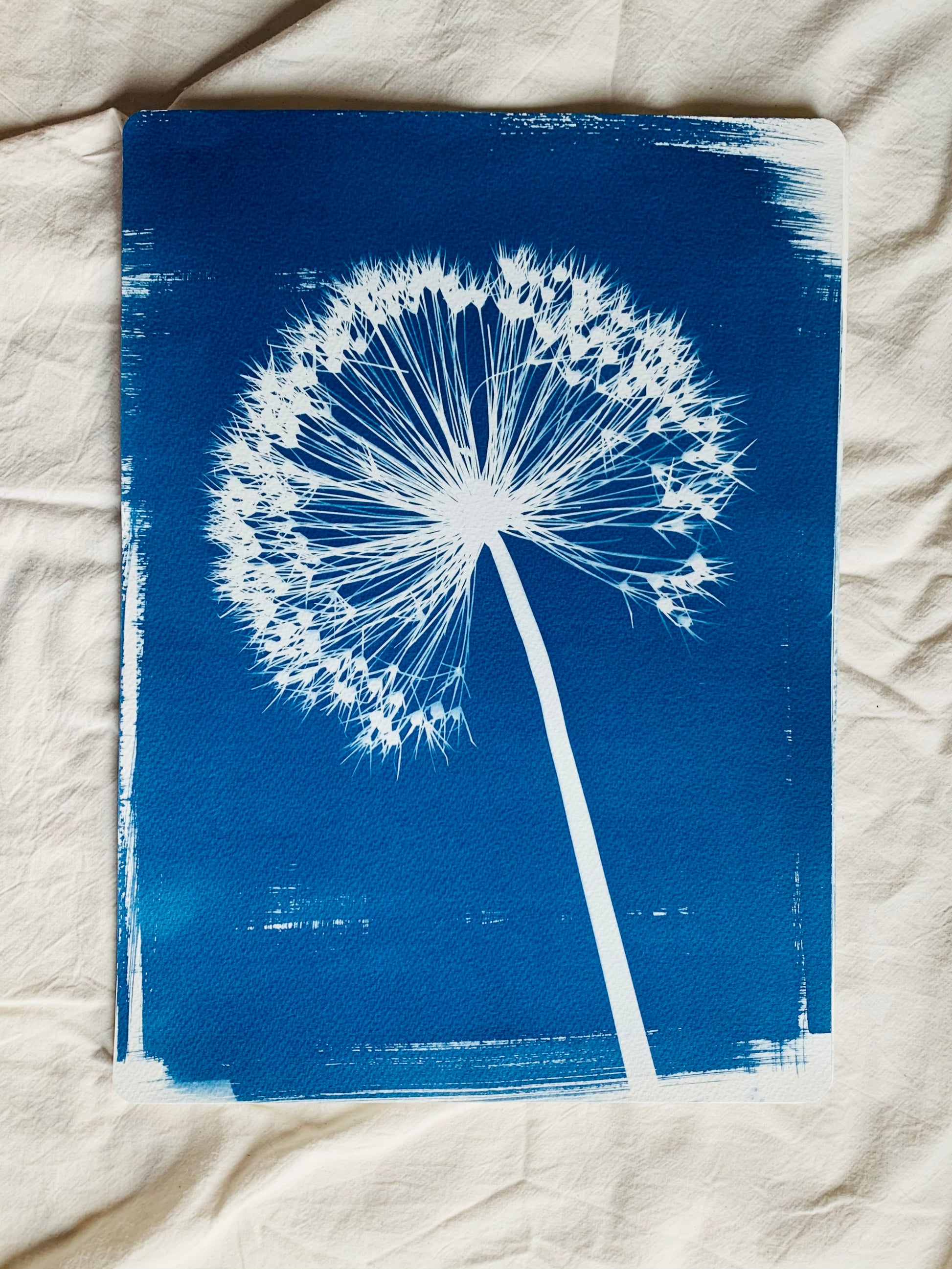 single christophii allium stem as a blue and white cyanotype