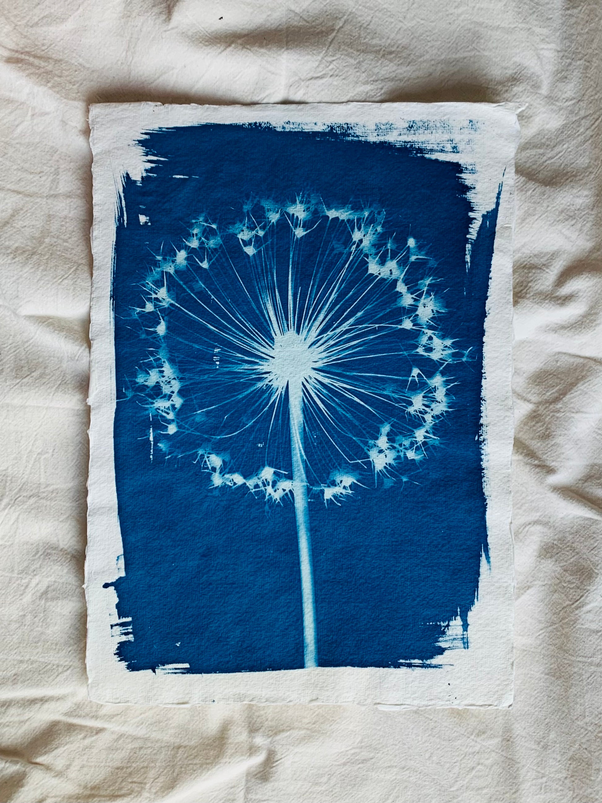 single allium seed head cyanotype on Khadi Paper