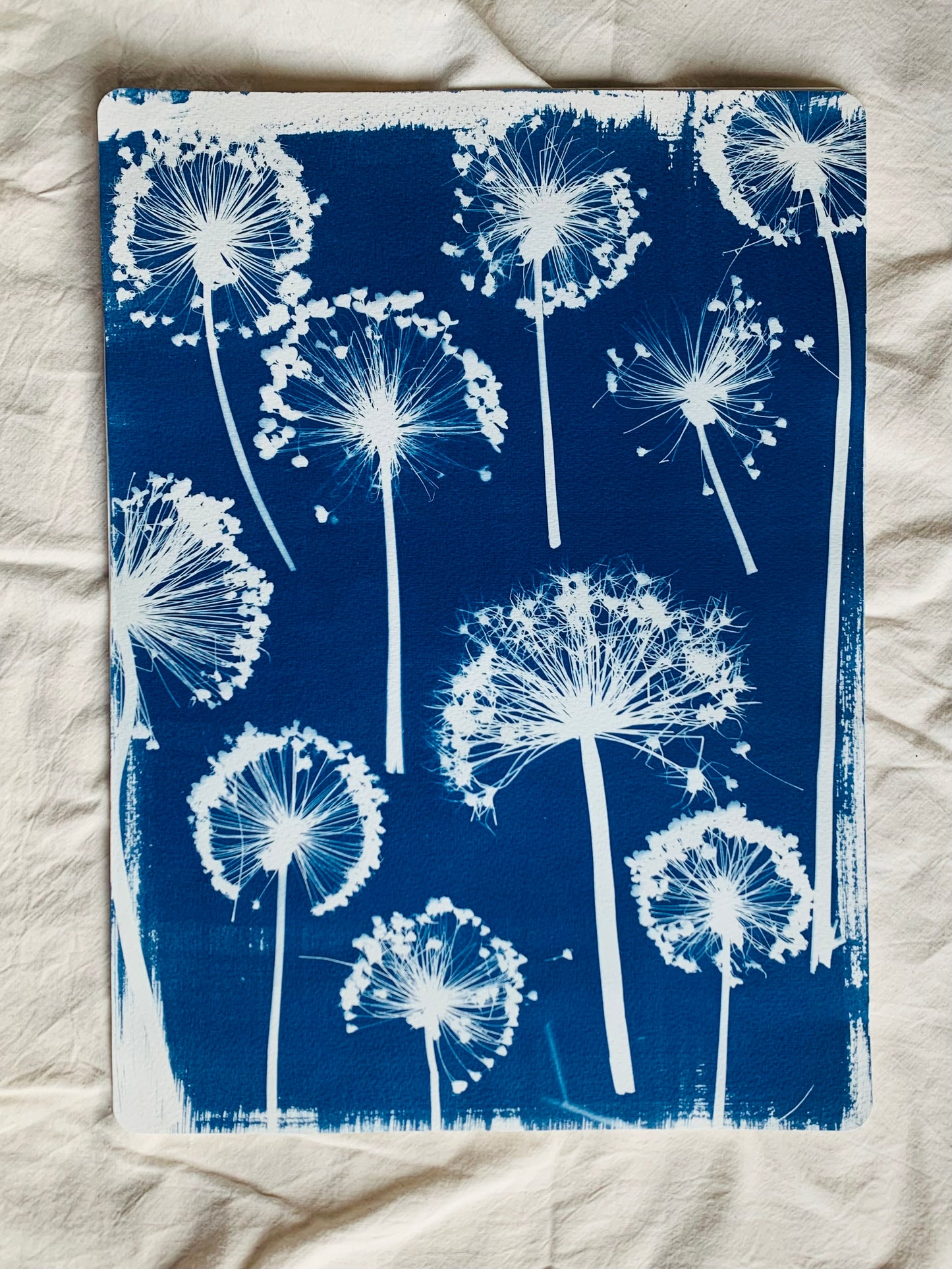 dried allium seed heads arranged to look like wallpaper pattern as a cyanotype