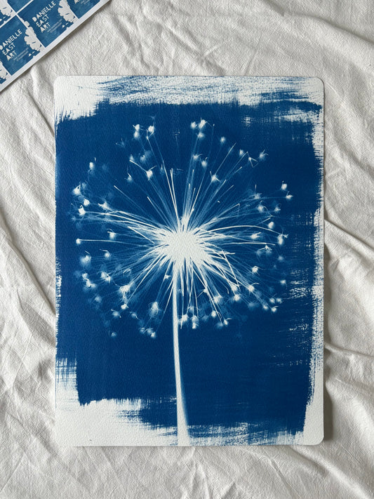 Allium Stem 38x28cm Original Cyanotype Print