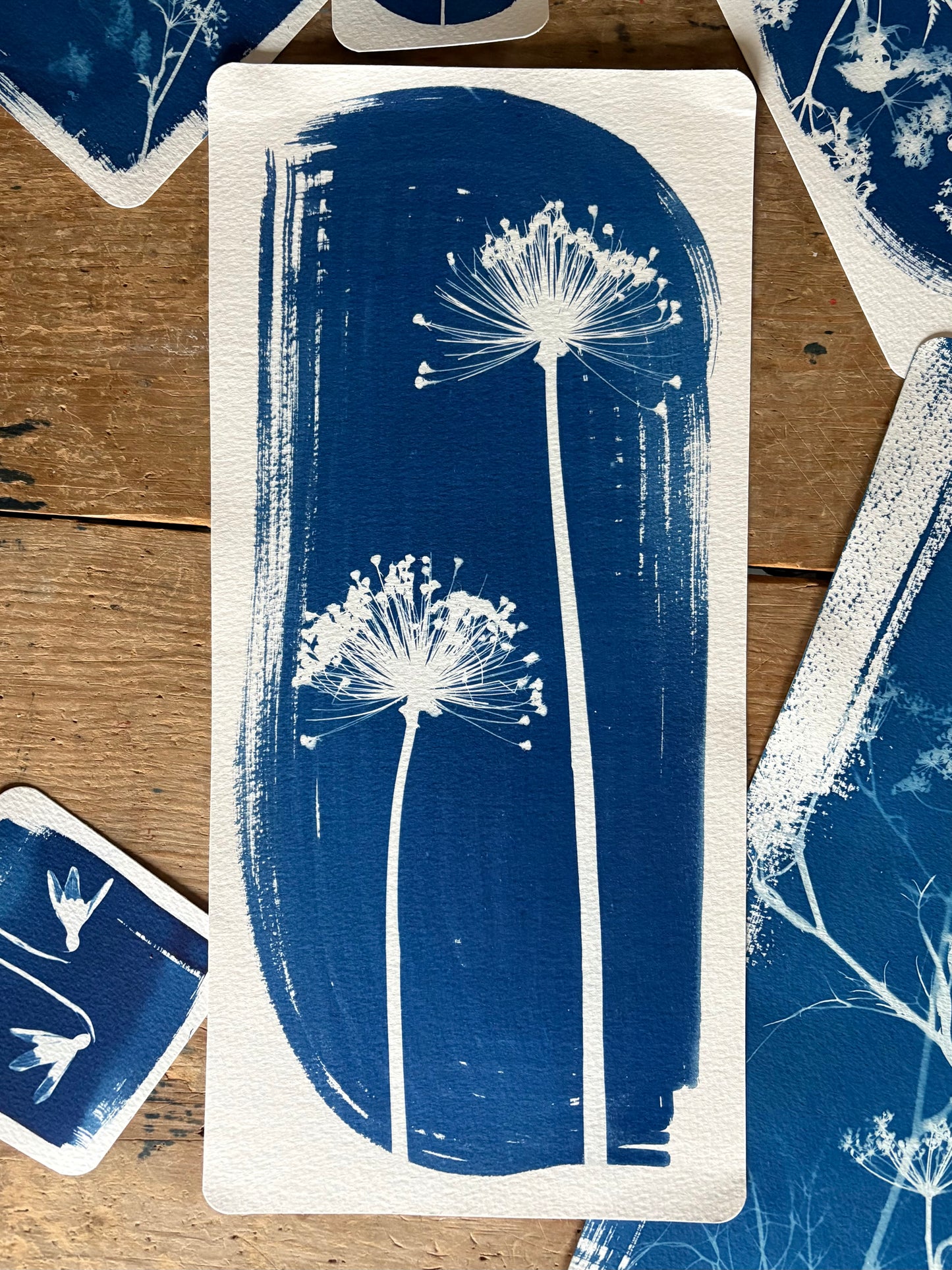 Allium Pair 18x38cm Original Cyanotype Print