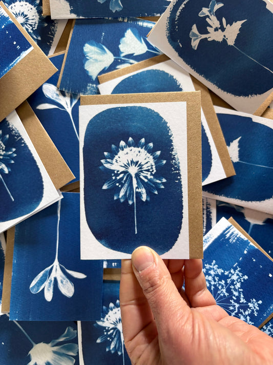 Astrantia - Cyanotype - A7 Blank Card