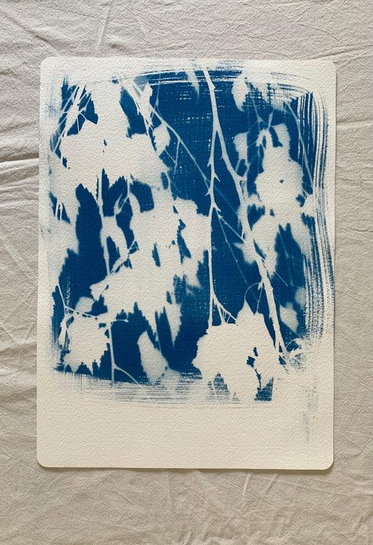 Birch Tree 38x28cm Original Cyanotype  Print