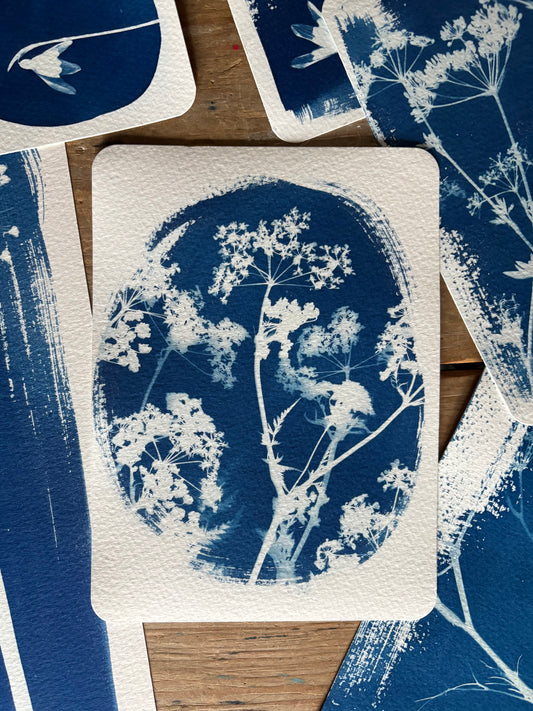 Cow Parsley Oval 14x19cm - Original Print