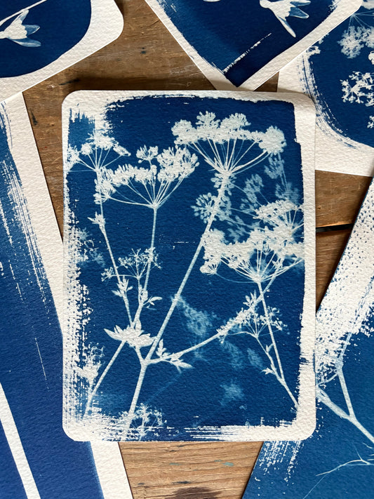 Cow Parsley 14x19cm - Original Print