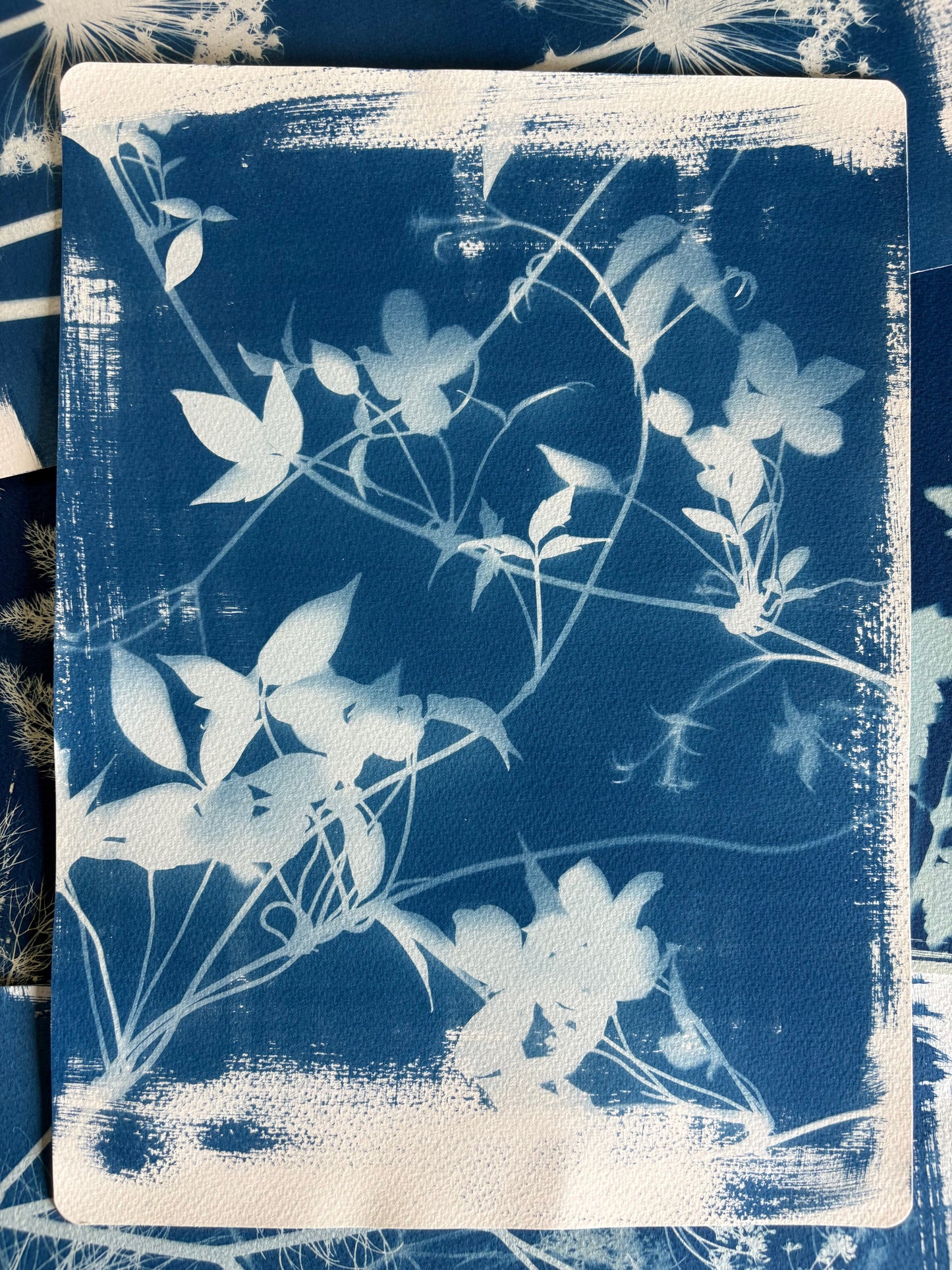 Clematis 38x28cm Original Cyanotype Print