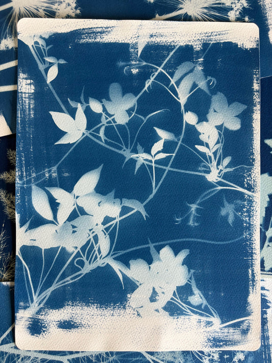 Clematis 38x28cm Original Cyanotype Print