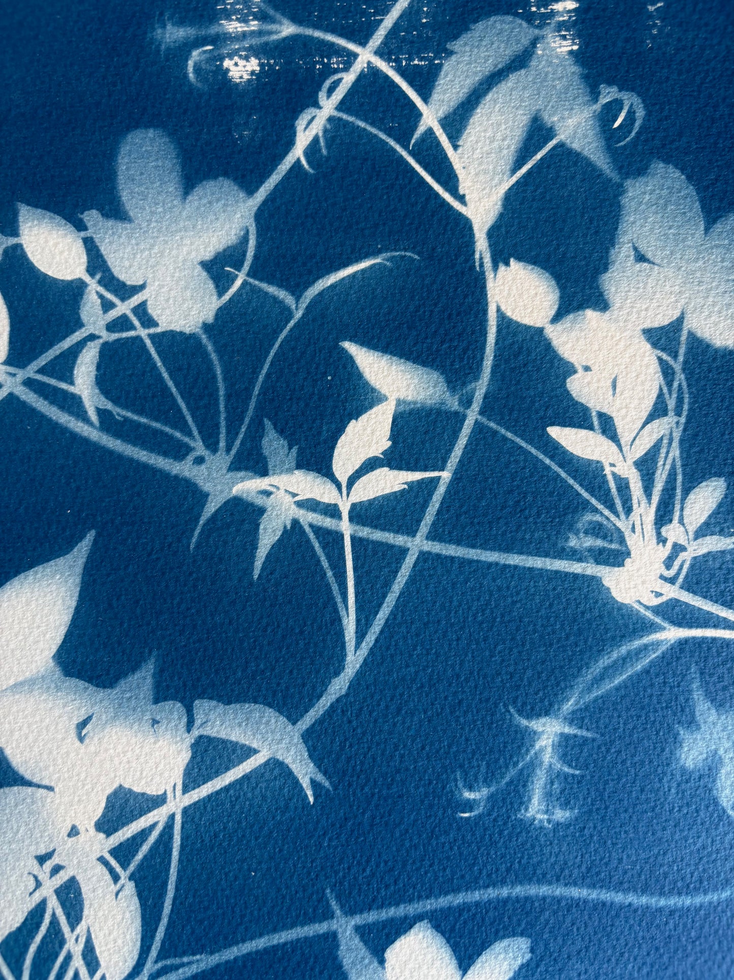 Clematis 38x28cm Original Cyanotype Print