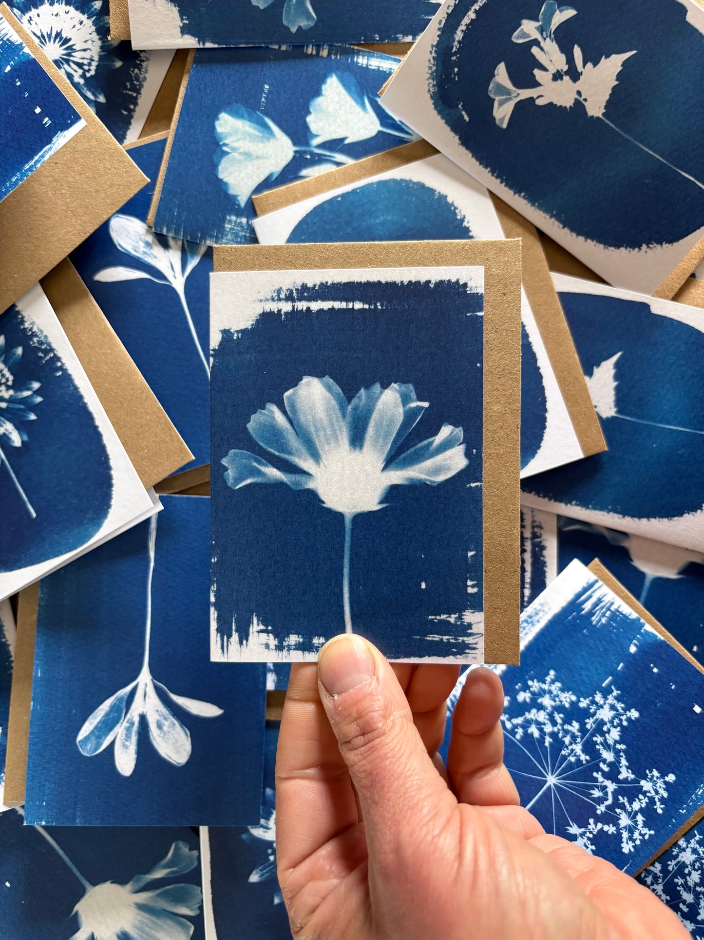 Cosmos - Cyanotype - A7 Blank Card