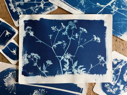 Cow Parsley (landscape) 28x38cm Original Cyanotype Print
