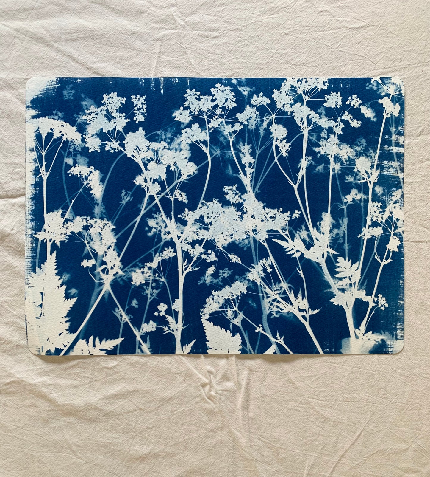 Cow Parsley Layers 38x28cm Original Cyanotype  Print