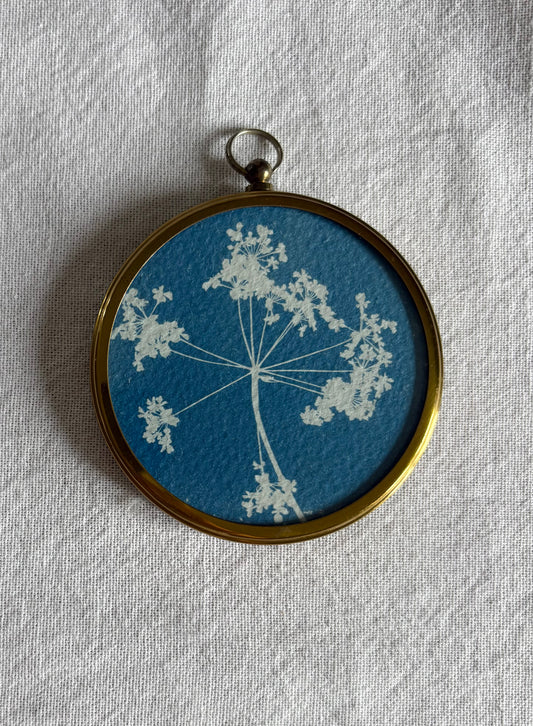 Cow Parsley- Brass Framed Circle Cyanotype - 7.5cm Diameter