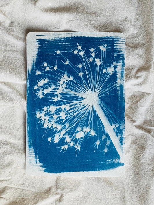 blue and white cyanotype of a dried christophii allium seed head