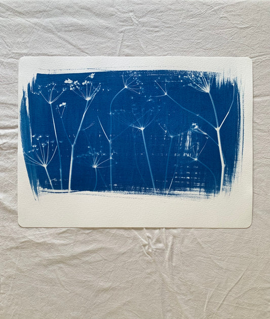 Dried Parsley Line-up  38x28cm Original Cyanotype  Print