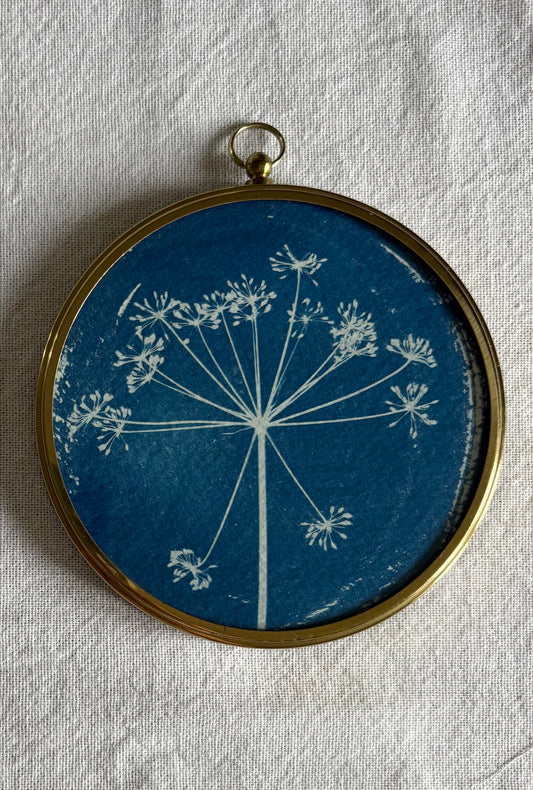 Fennel - Brass Framed Circle Cyanotype - 10cm Diameter (Copy)