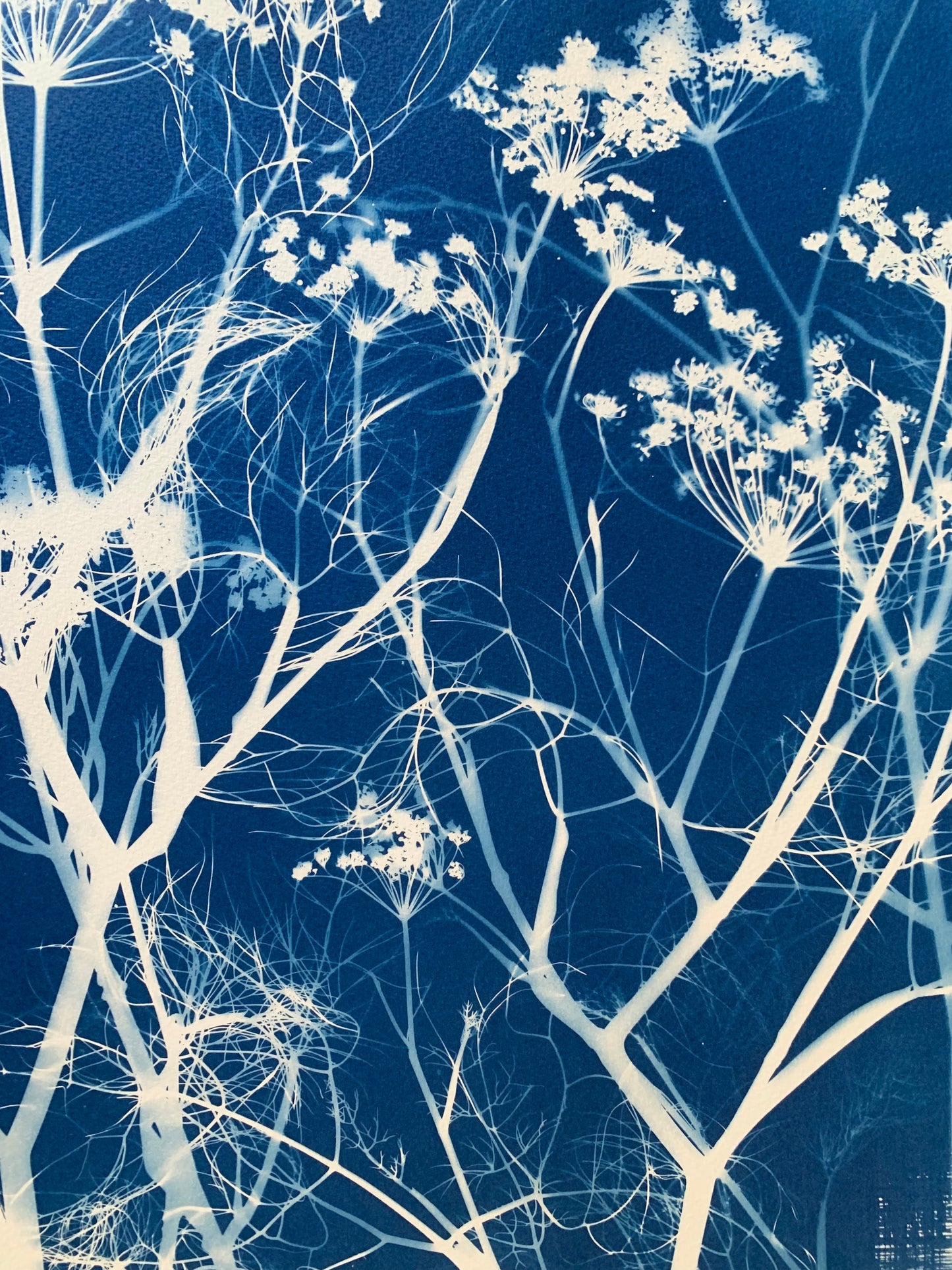 Fennel Polaroid (22x15") Original Print