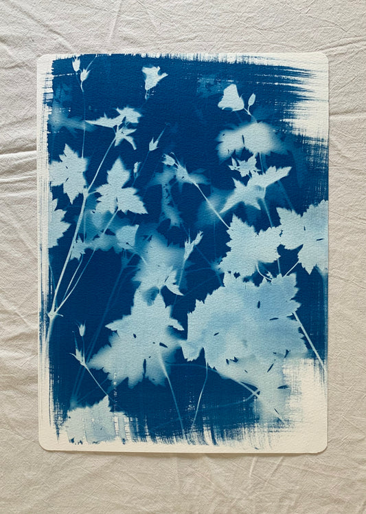 Geranium View 38x28cm Original Cyanotype  Print