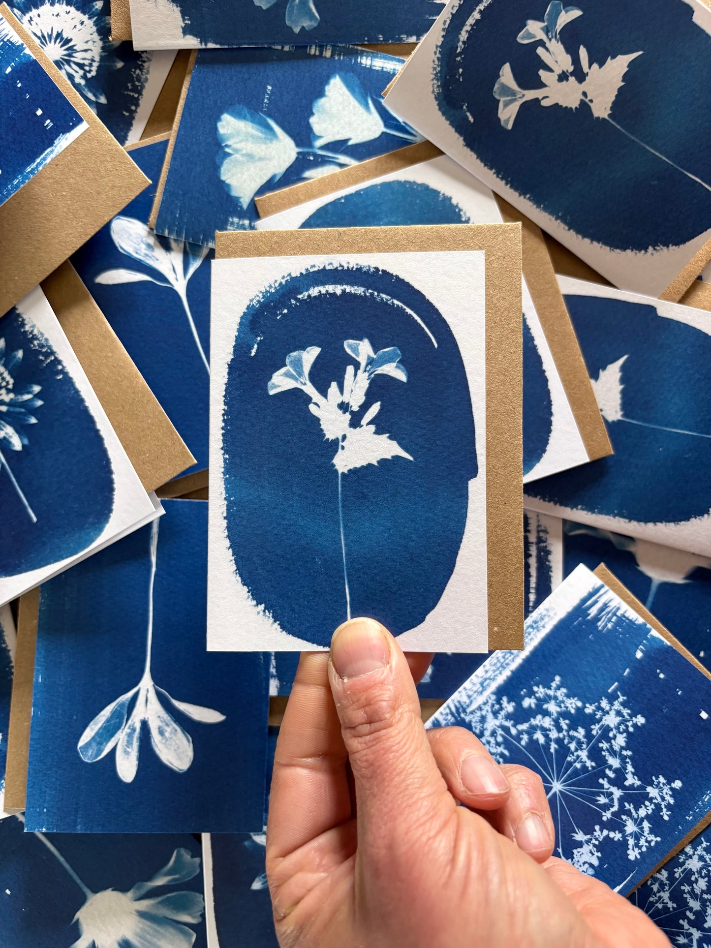 Honesty Oval - Cyanotype - A7 Blank Card