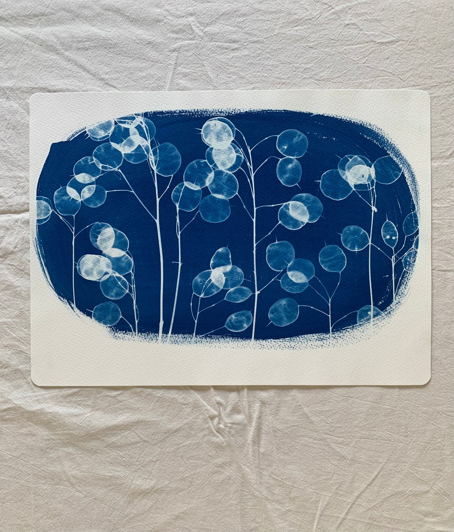 Honesty Oval  38x28cm Original Cyanotype  Print