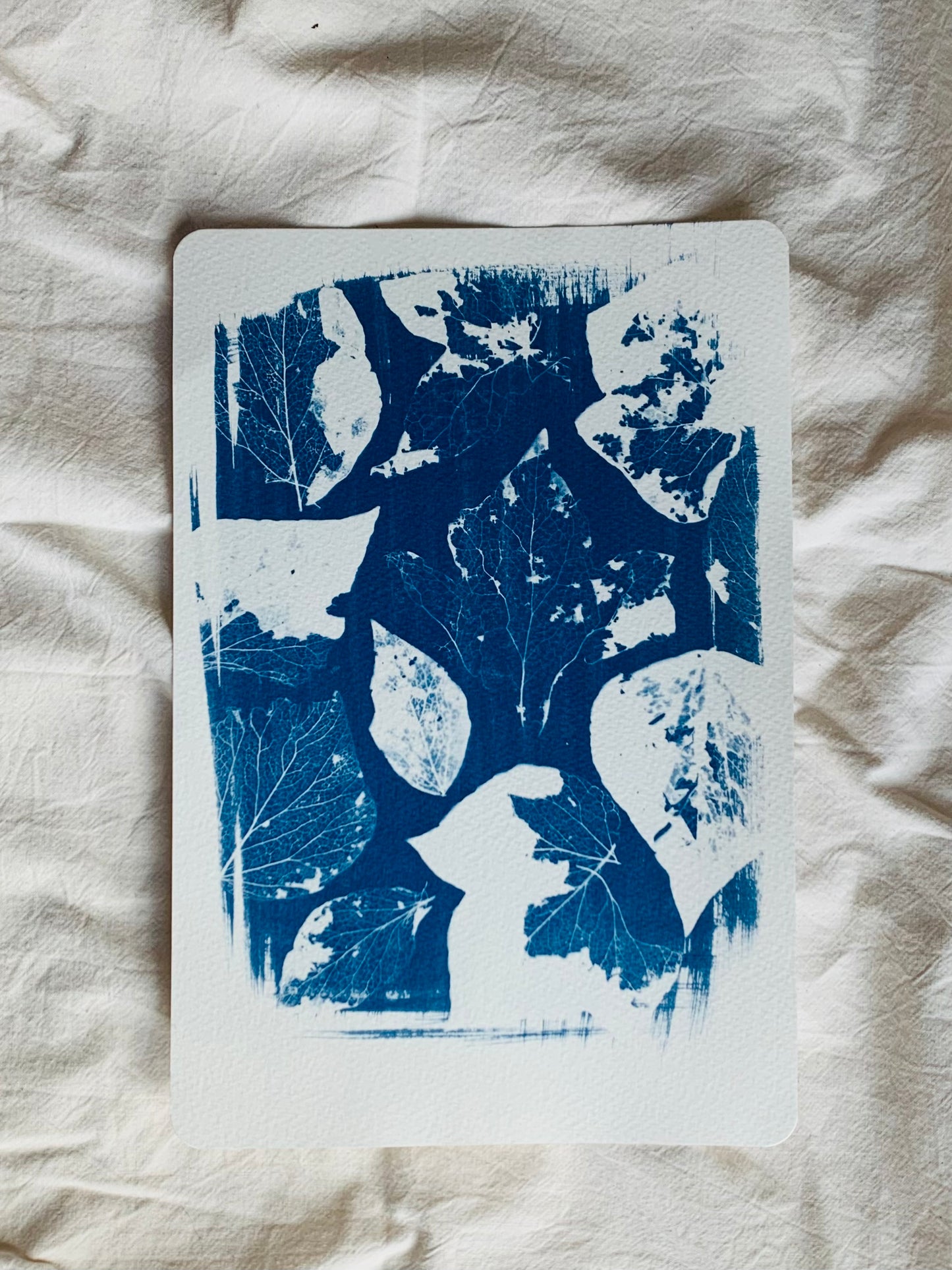 Cyanotype of a group of leaf skeletons