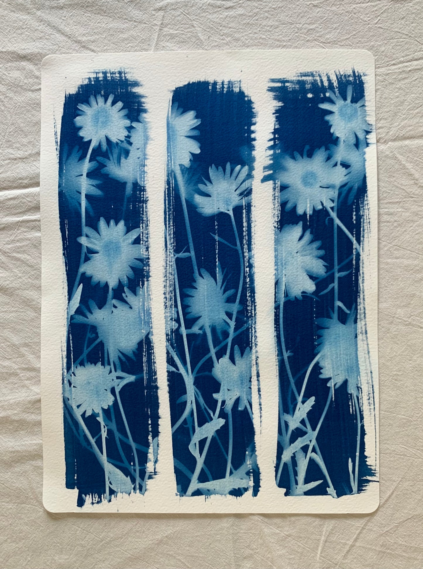 Ox Eye Stripes  38x28cm Original Cyanotype  Print