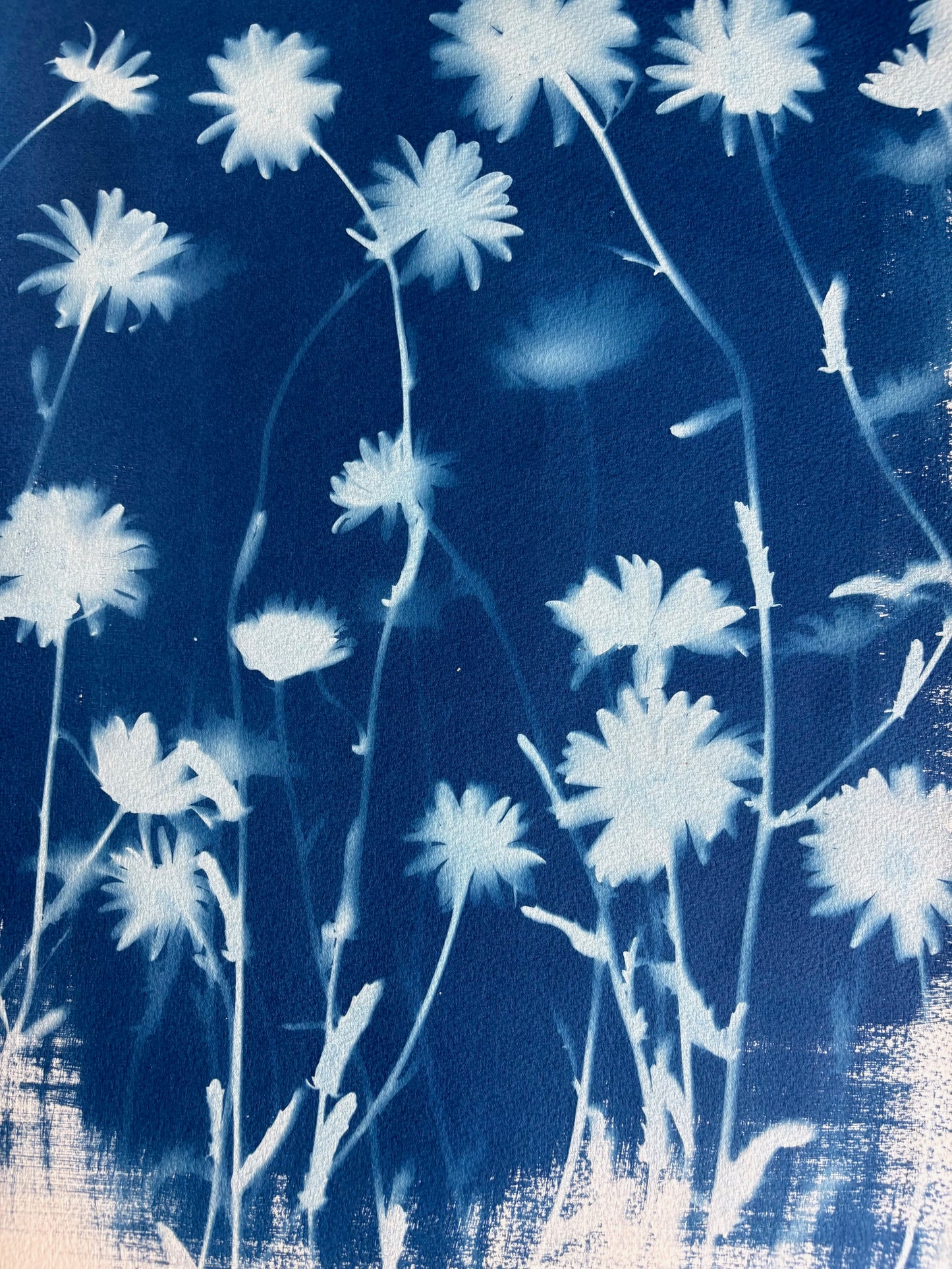 Ox Eye Portrait (15x22") Original Print