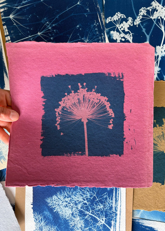 Pink Allium 22x22cm - Original Print  - SALE