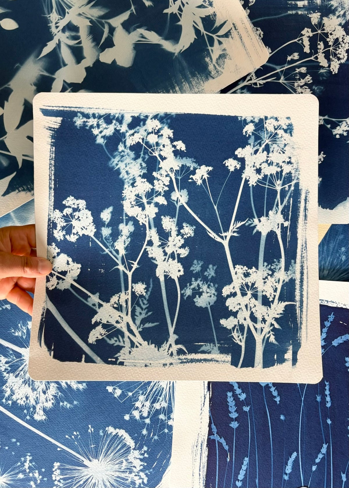 Cow Parsley 28x28cm - Original Print  - SALE