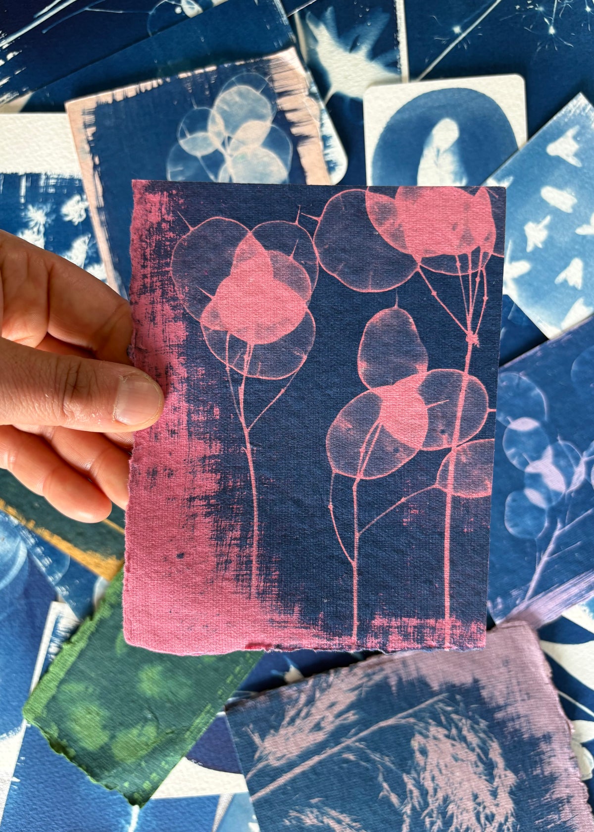 Pink Honesty 11x14cm - Original Print  - SALE